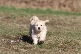 GOLDEN RETRIEVER 062